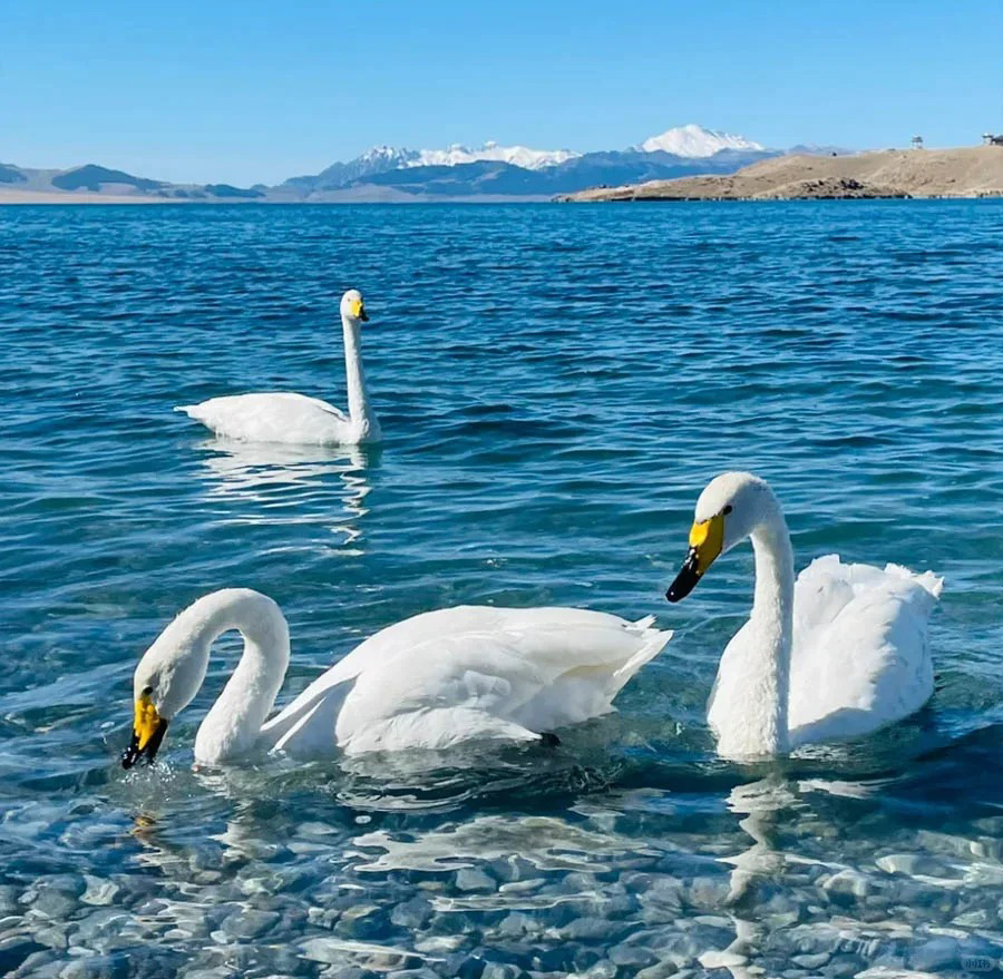 赛里木湖