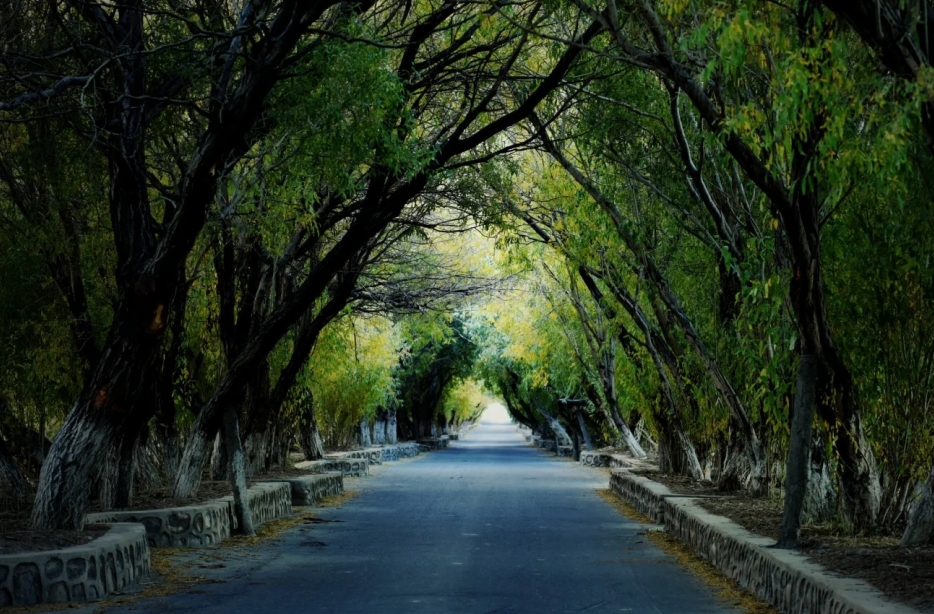 树洞公路