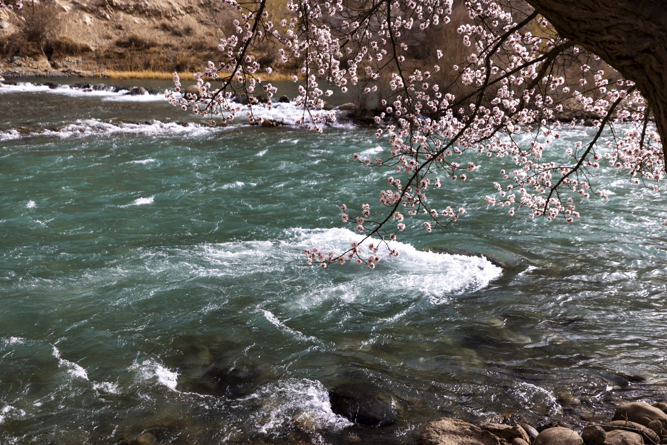 新疆春季旅遊攻略 ：3-5 月賞花路線 + 花期表 + 實用貼士，解鎖天山花海秘境